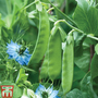 Pea 'Snow Wind' (Mangetout) - Seeds