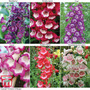 Penstemon Collection