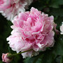 Peony 'Double Pink'