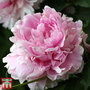 Peony 'Double Pink'