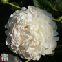 Peony 'Double White'