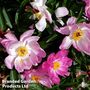 Peony 'Sonoma Blessing'