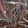 Phormium 'Black Velvet'