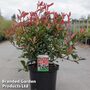 Photinia x fraseri 'Carré Rouge'