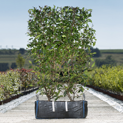 Photinia Red Robin Ready Bag Instant Hedge 1m (pre-grown)