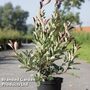 Photinia fraseri 'Louise'