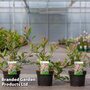 Photinia fraseri 'Louise'