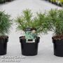 Pinus strobus 'Tiny Kurls'