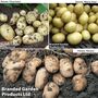 Potato Summer Trio