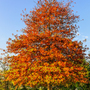 Quercus palustris (Mature Tree)