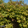 Quercus robur (Mature Tree)