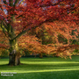 Quercus rubra (Mature Tree)