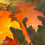 Quercus rubra