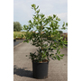 Quercus x turneri 'Pseudoturneri'