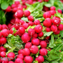 Radish 'Cherry Belle' - Seeds