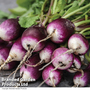 Radish 'Diana' - Kew Vegetable Seed Collection