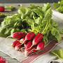 Radish 'French Breakfast 4 - Francis' - Seeds