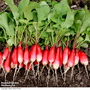 Radish 'French Breakfast 2' - Organic Seeds