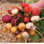 Radish 'Rainbow Mixed' - Seeds