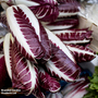 Radicchio 'Rossa di Treviso precoce' - Seeds