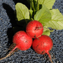 Radish 'Saxa 2' - Veg Saver Seeds