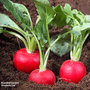 Radish 'Scarlet Globe' - Seeds