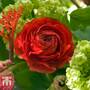 Ranunculus 'Red'