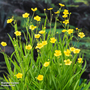 Ranunculus lingua (Marginal Aquatic)