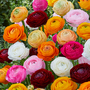 Ranunculus 'Mixed'