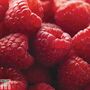 Raspberry 'Glen Ample' (Summer fruiting)