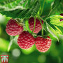 Raspberry 'Polka' (Autumn fruiting)