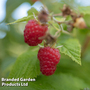 Raspberry 'Cascade Delight' (Summer fruiting)