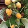 Raspberry 'Iceni Gold' (Autumn fruiting)