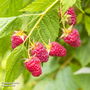 Raspberry 'Imara' (Autumn fruiting)