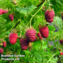 Raspberry 'Imara' (Autumn fruiting)