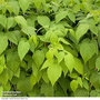 Raspberry 'Malling Happy'