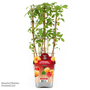 Raspberry Duo (Summer Fruiting)