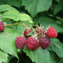 Raspberry 'Summer Lovers Early'