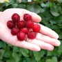 Rubus 'Hararasp' (Raspberry Tree)