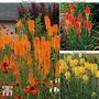 Red Hot Poker 'Popsicle' Collection