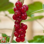 Redcurrant 'Rovada'