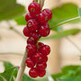 Redcurrant 'Rovada'