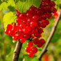 Redcurrant 'Jonkheer van Tets'