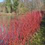 Red Dogwood (Hedging)