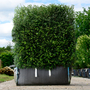 Honeysuckle Ready Bag Instant Hedge 1m (pre-grown)