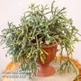 Rhipsalis baccifera subsp. horrida