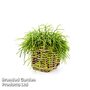 Rhipsalis baccifera 'Oasis'