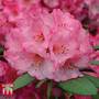 Rhododendron 'Wine and Roses'