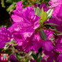 Rhododendron 'Blue Danube'