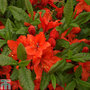 Rhododendron 'Barselik' (Azalea Group)